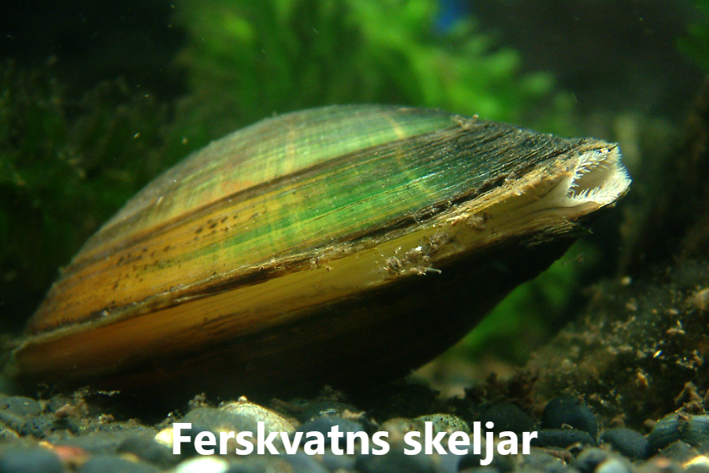 Skeldýr