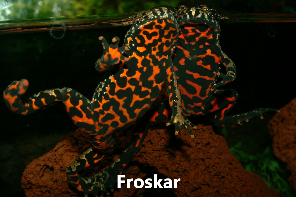 Froskdýr