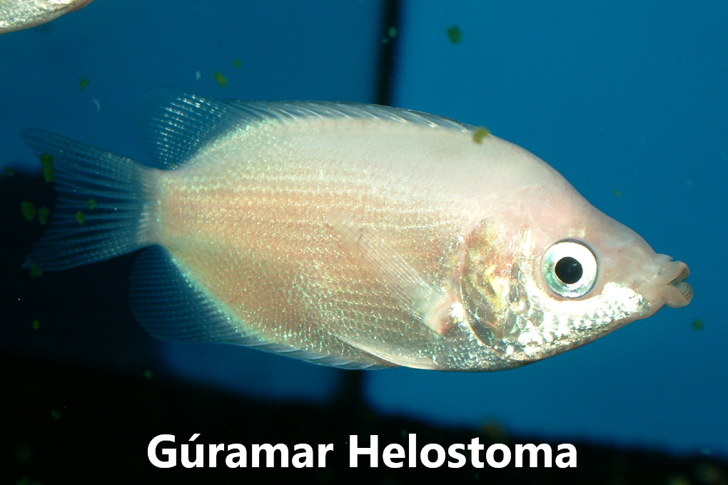 Gúramar_Bettur