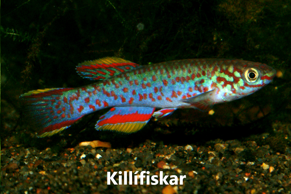 FISKAR