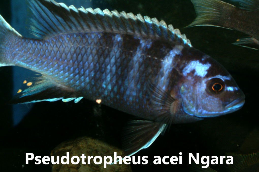 malawi mbuna