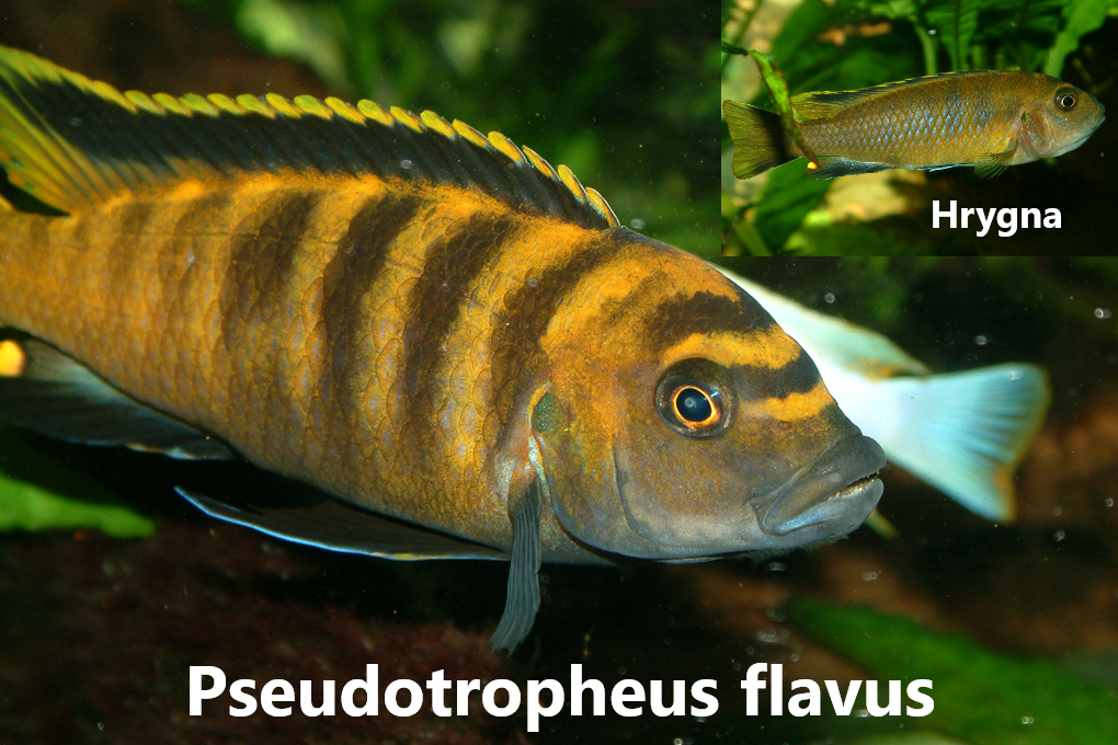malawi mbuna