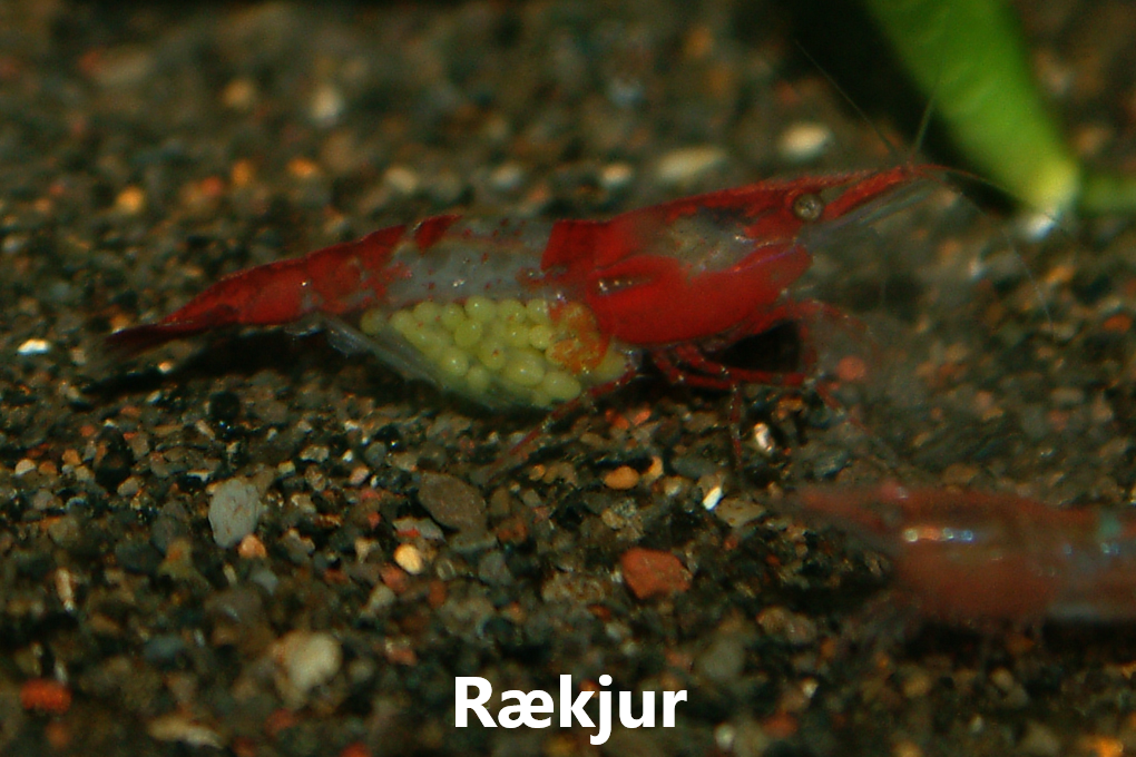 KRABBADÝR