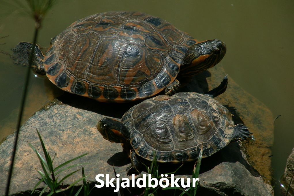 SKRIÐDÝR