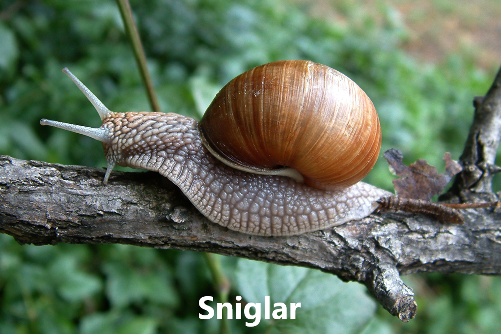 SKORDÝR