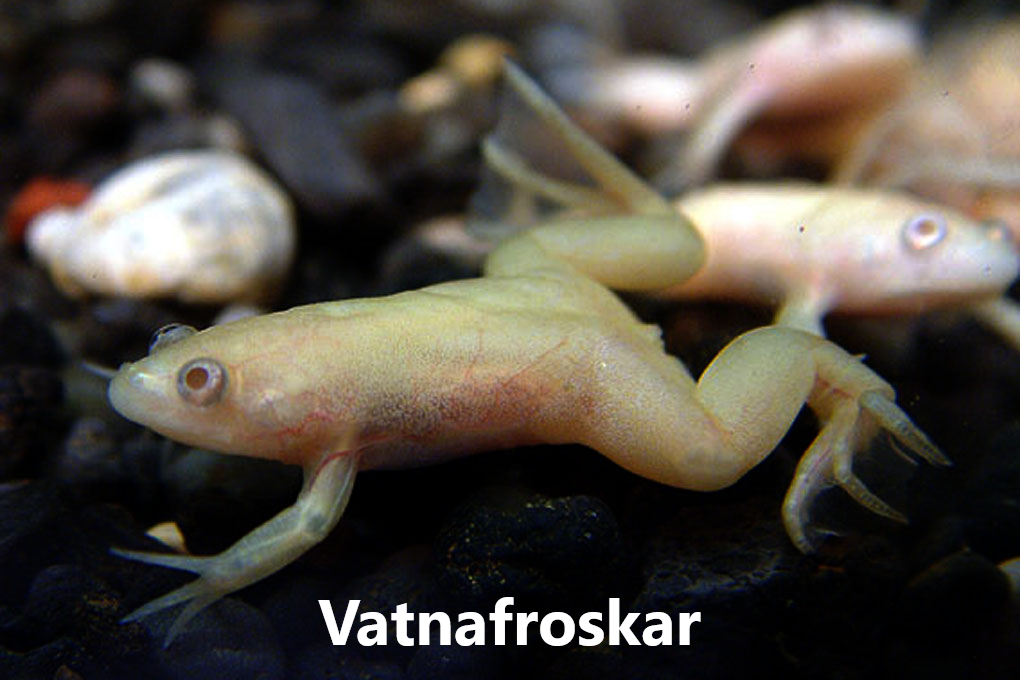 Froskdýr