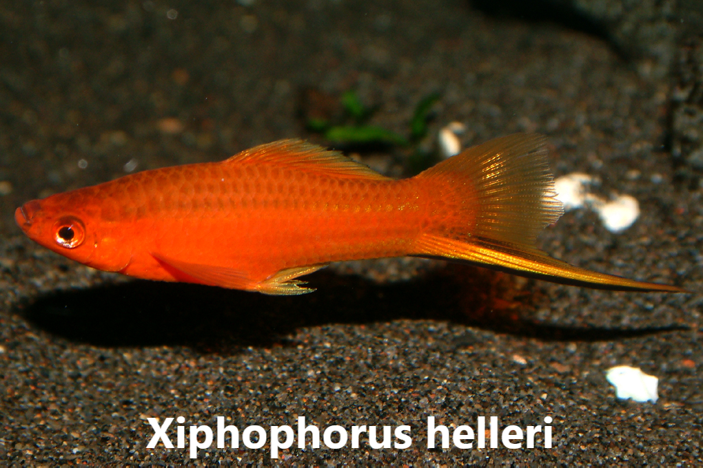 Sverðdragar