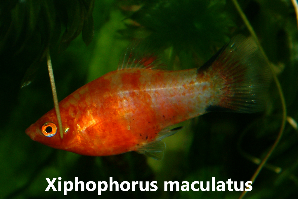 Platy