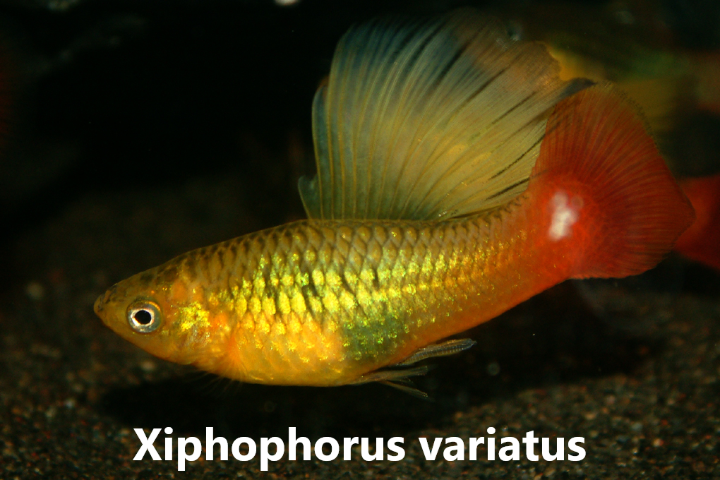 Platy