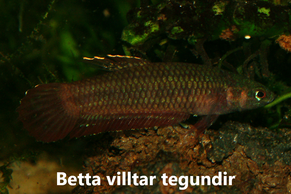 Gúramar_Bettur