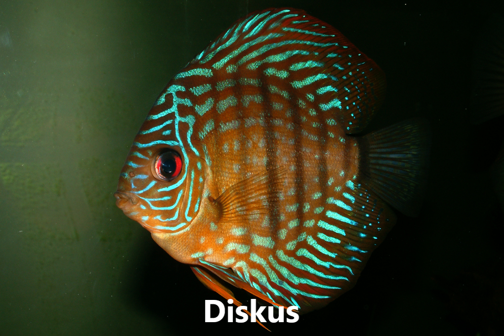 Síkliður flokkar