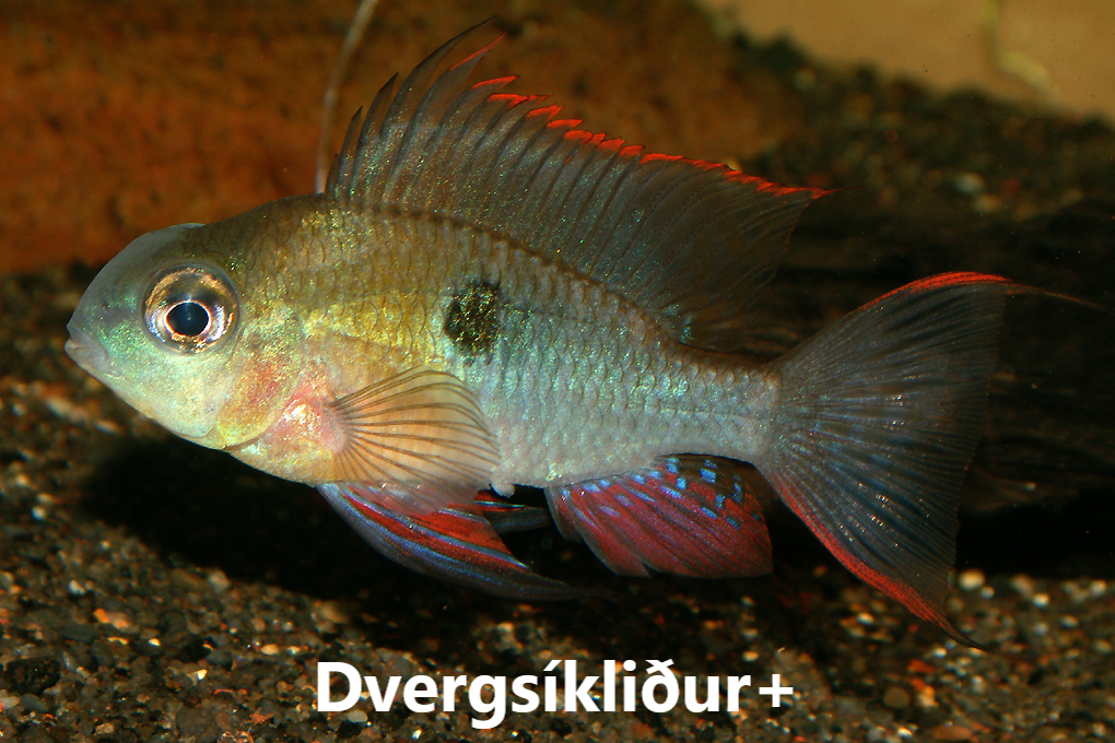 Síkliður flokkar