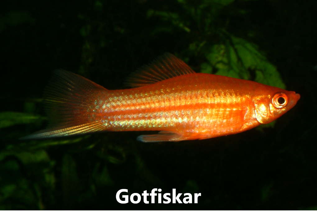 FISKAR
