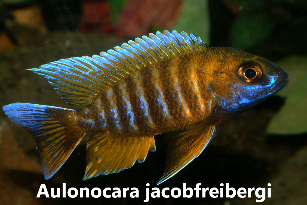malawi aulonocara
