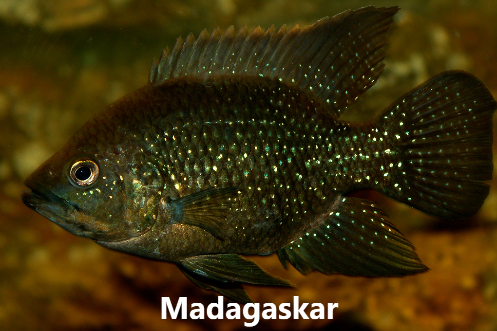 Síkliður flokkar