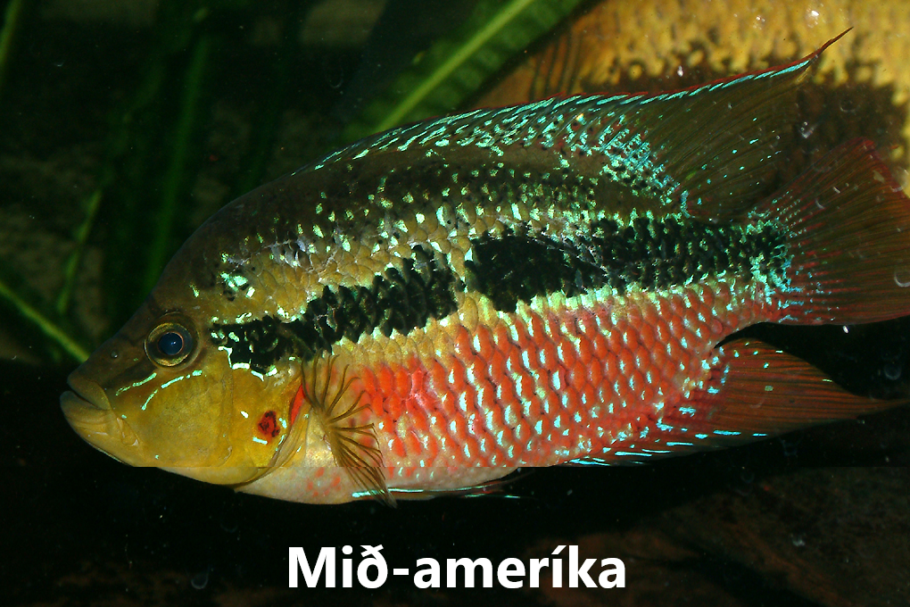 Síkliður flokkar