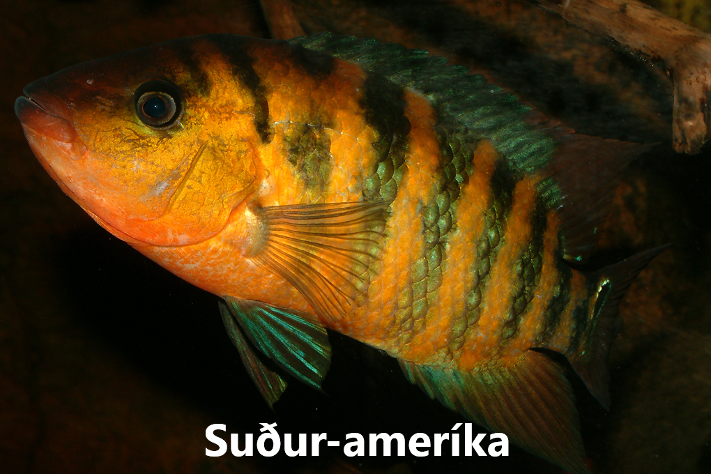 Síkliður flokkar