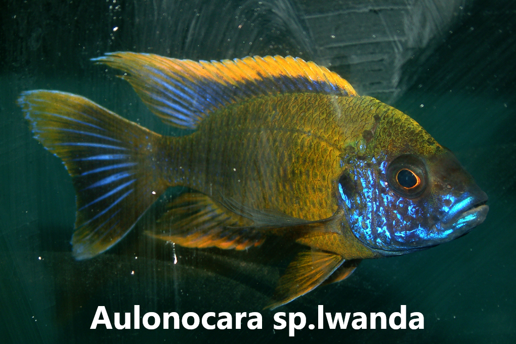 malawi aulonocara