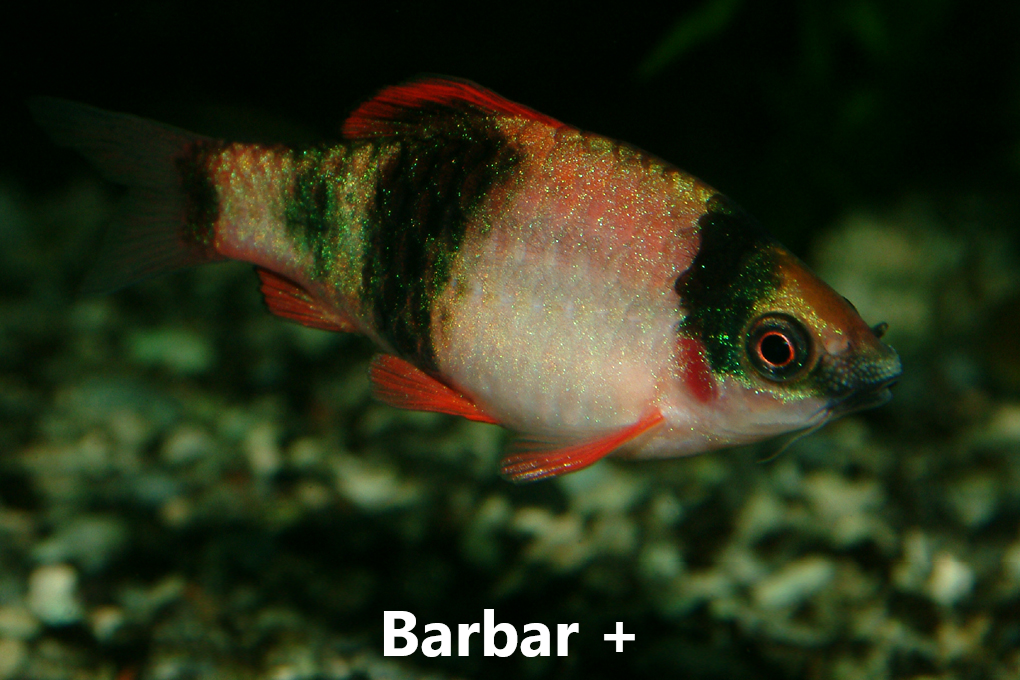 FISKAR
