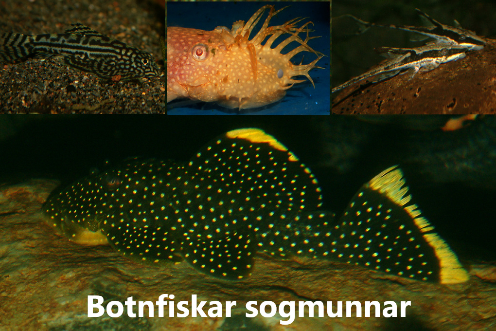 FISKAR