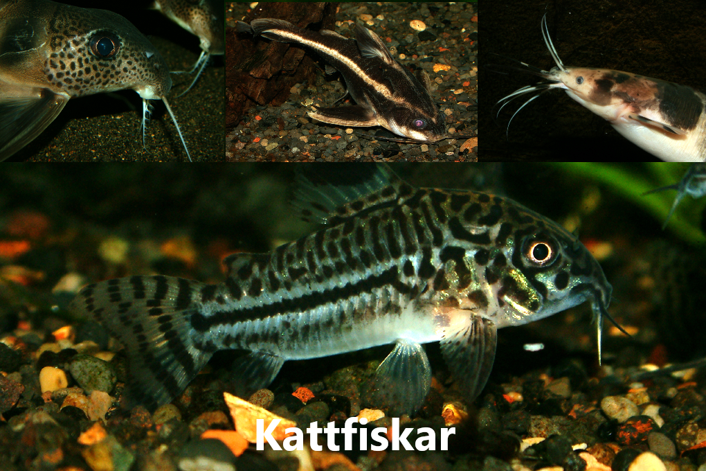 FISKAR