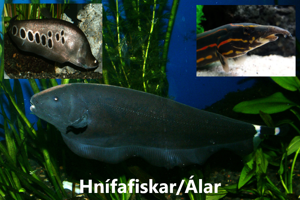 FISKAR