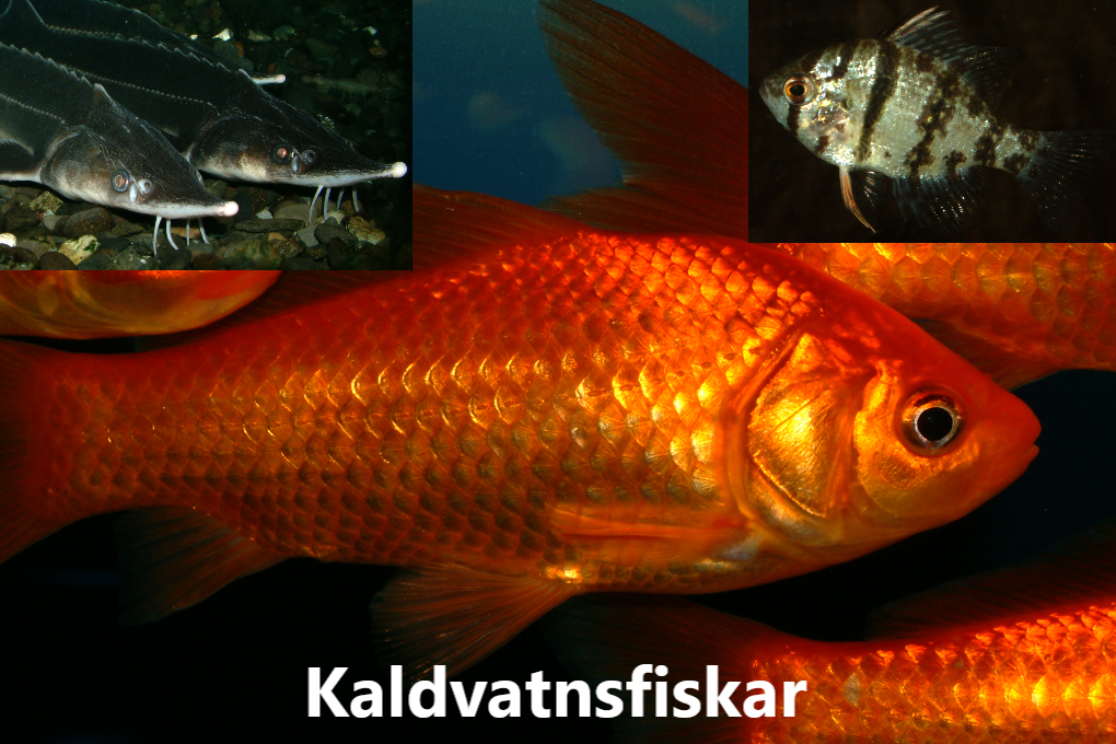 FISKAR