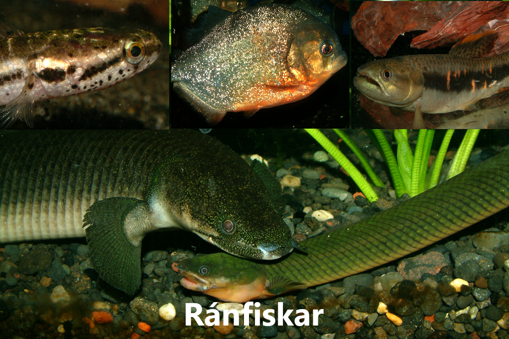 FISKAR