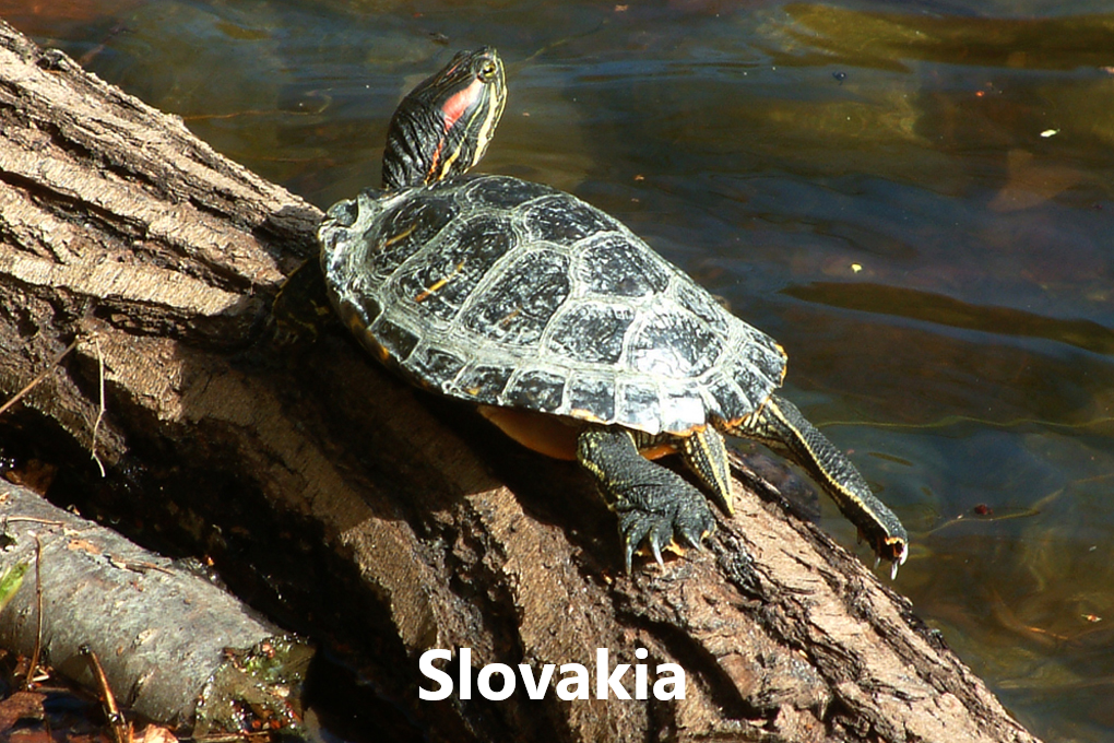 Skjaldbökur flokkar
