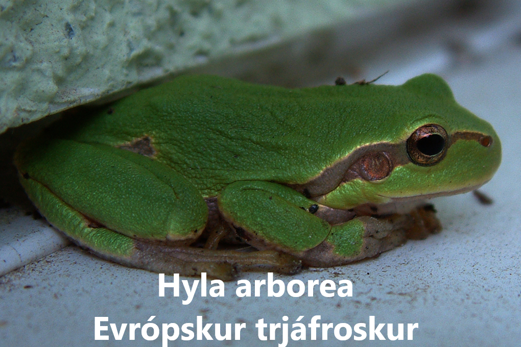 Froskar náttúra