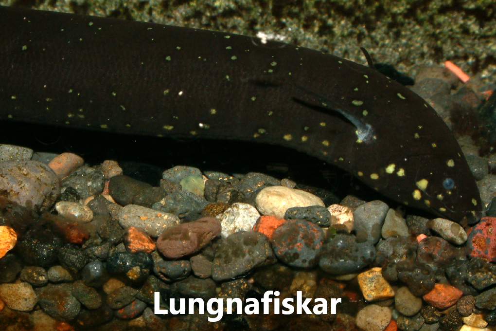 Ránfiskar