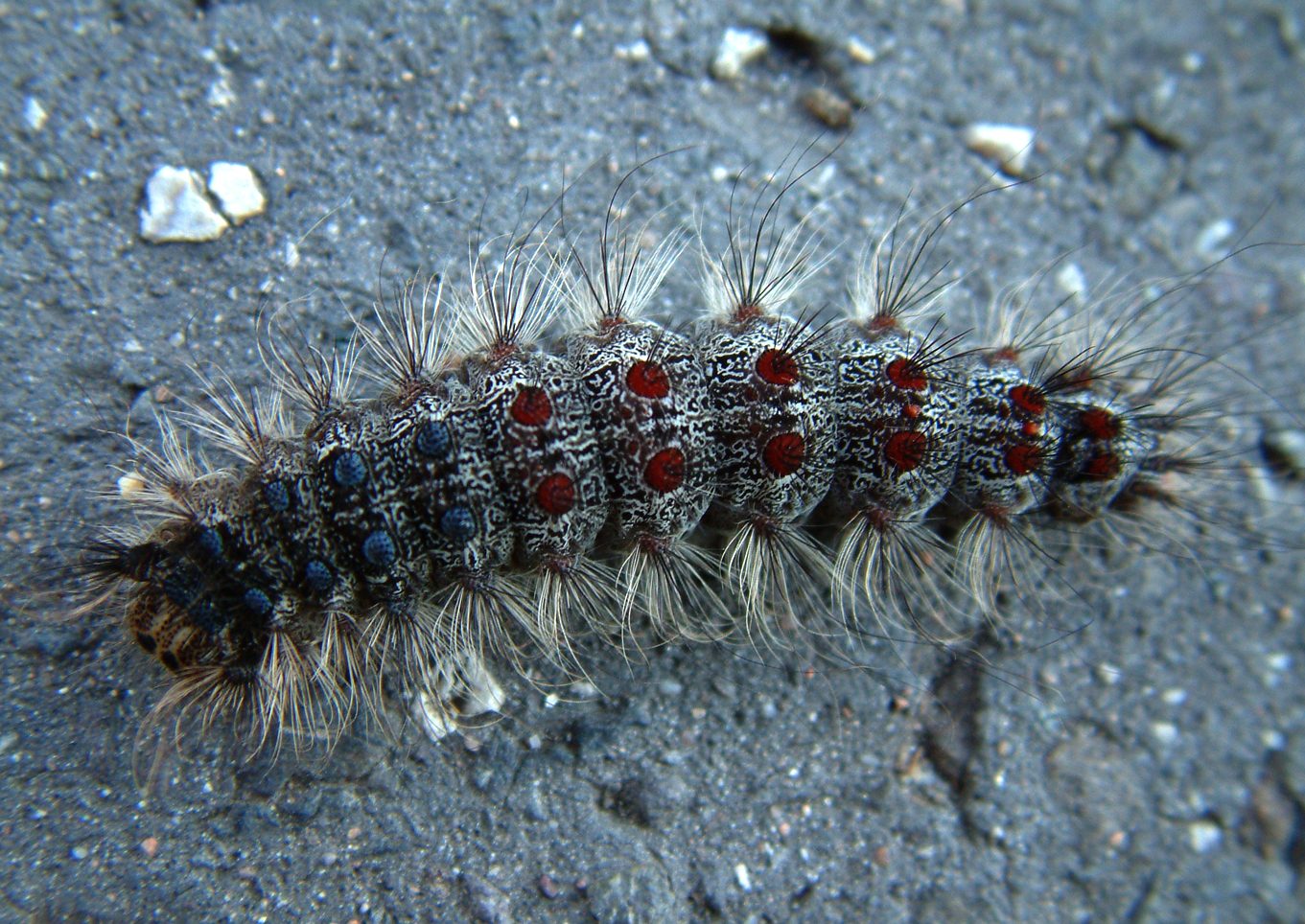 Lymantria dispar dispar
