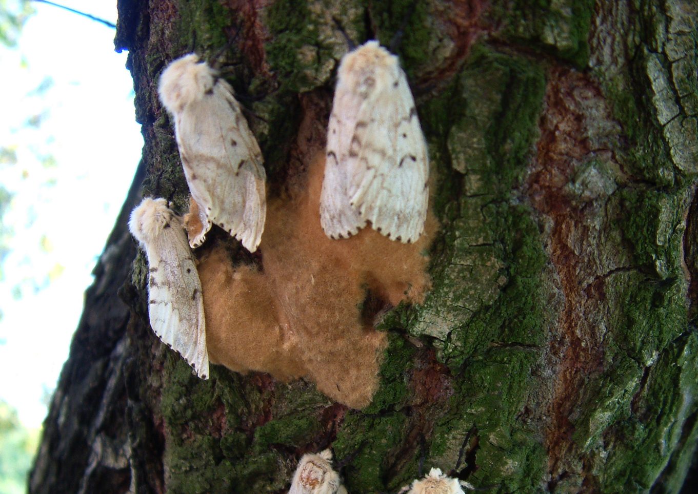 Lymantria dispar dispar
