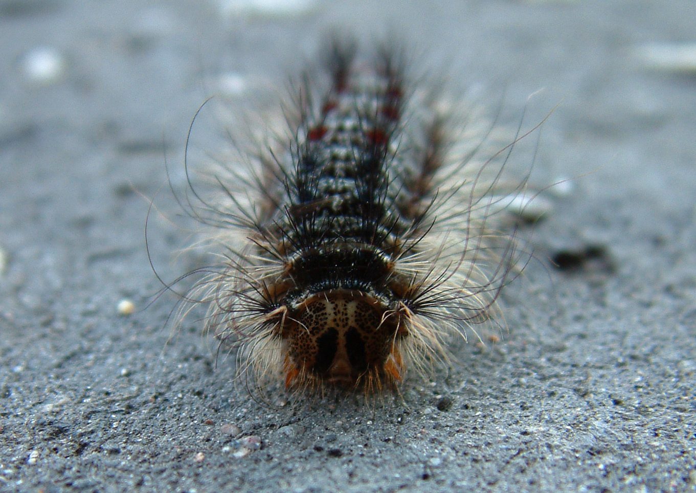 Lymantria dispar dispar