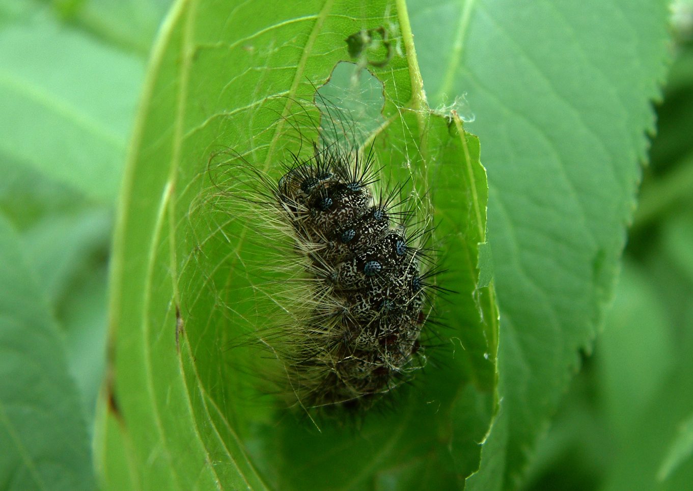 Lymantria dispar dispar