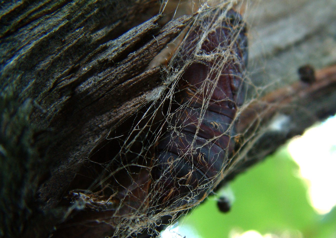 Lymantria dispar dispar
