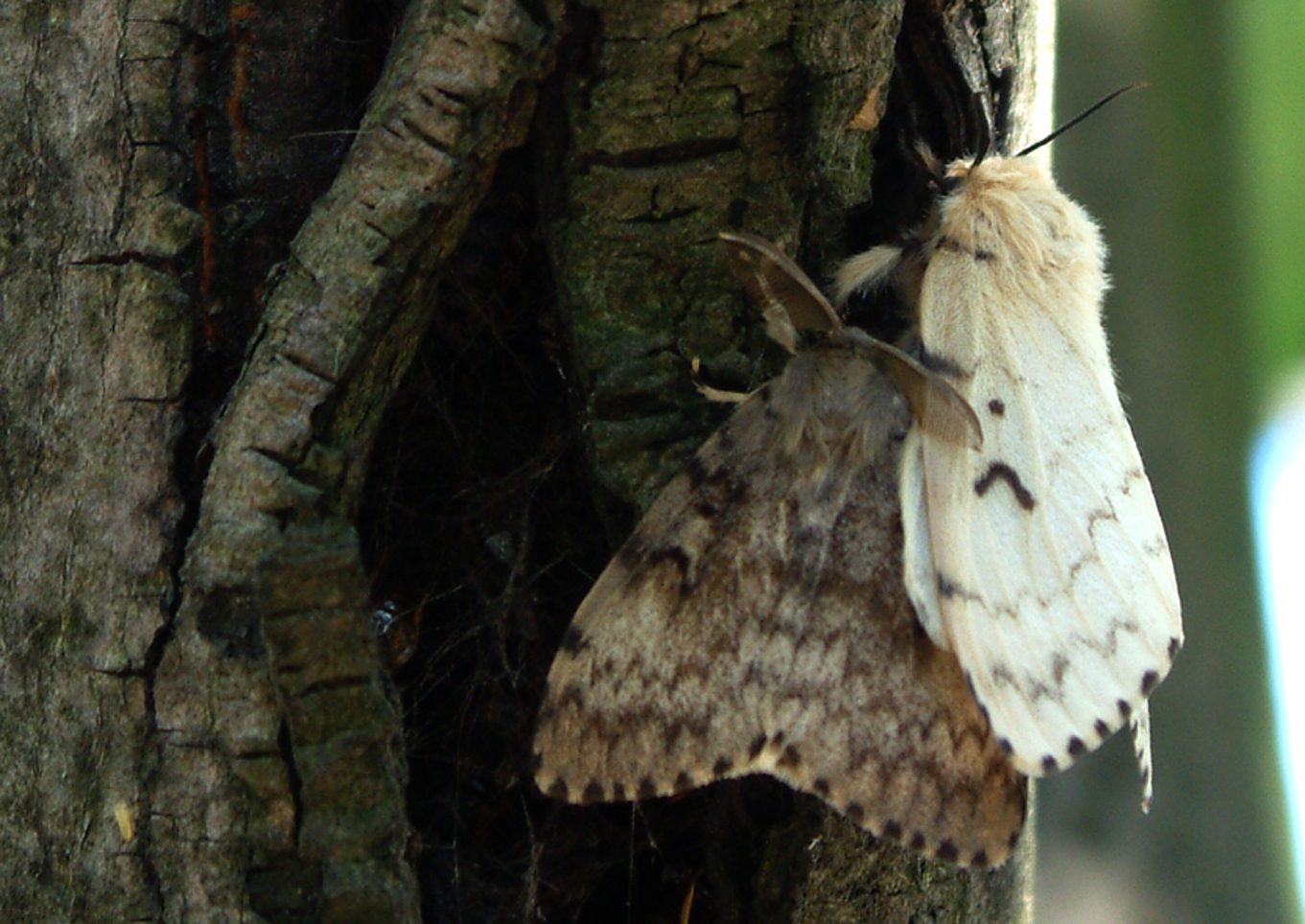 Lymantria dispar dispar