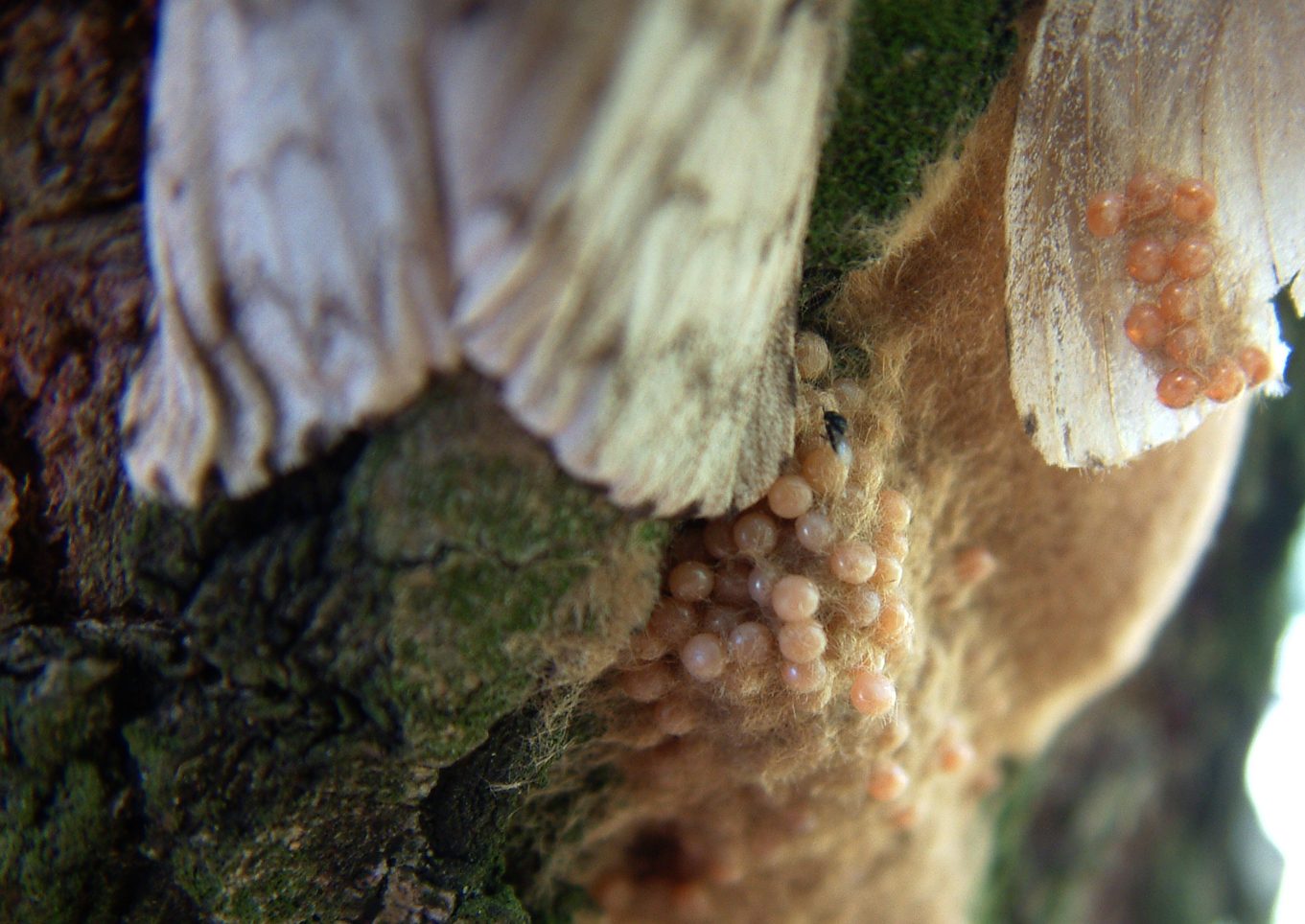 Lymantria dispar dispar