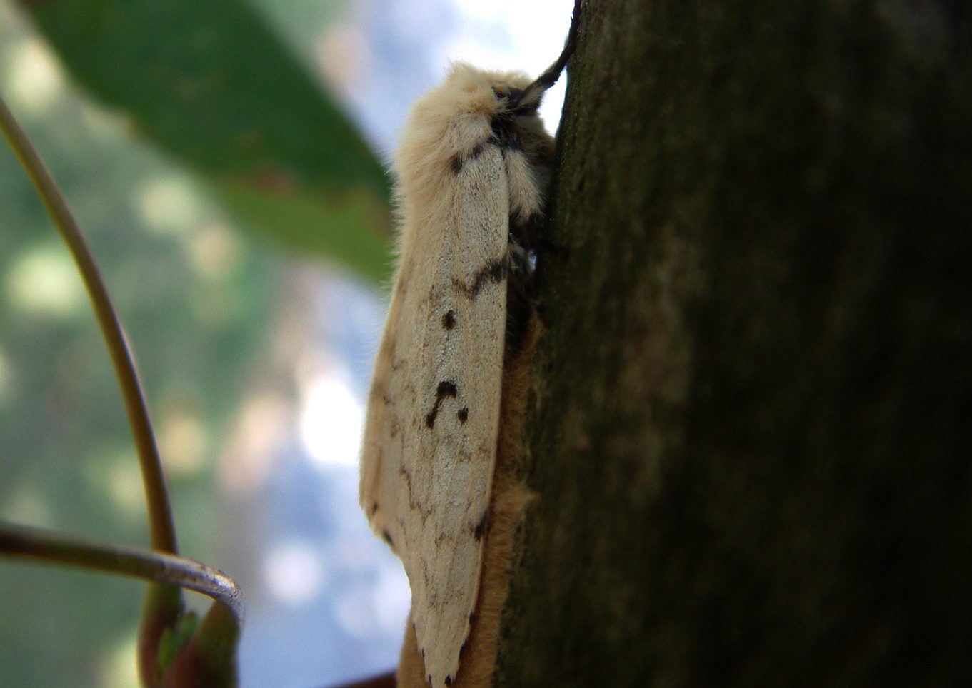 Lymantria dispar dispar