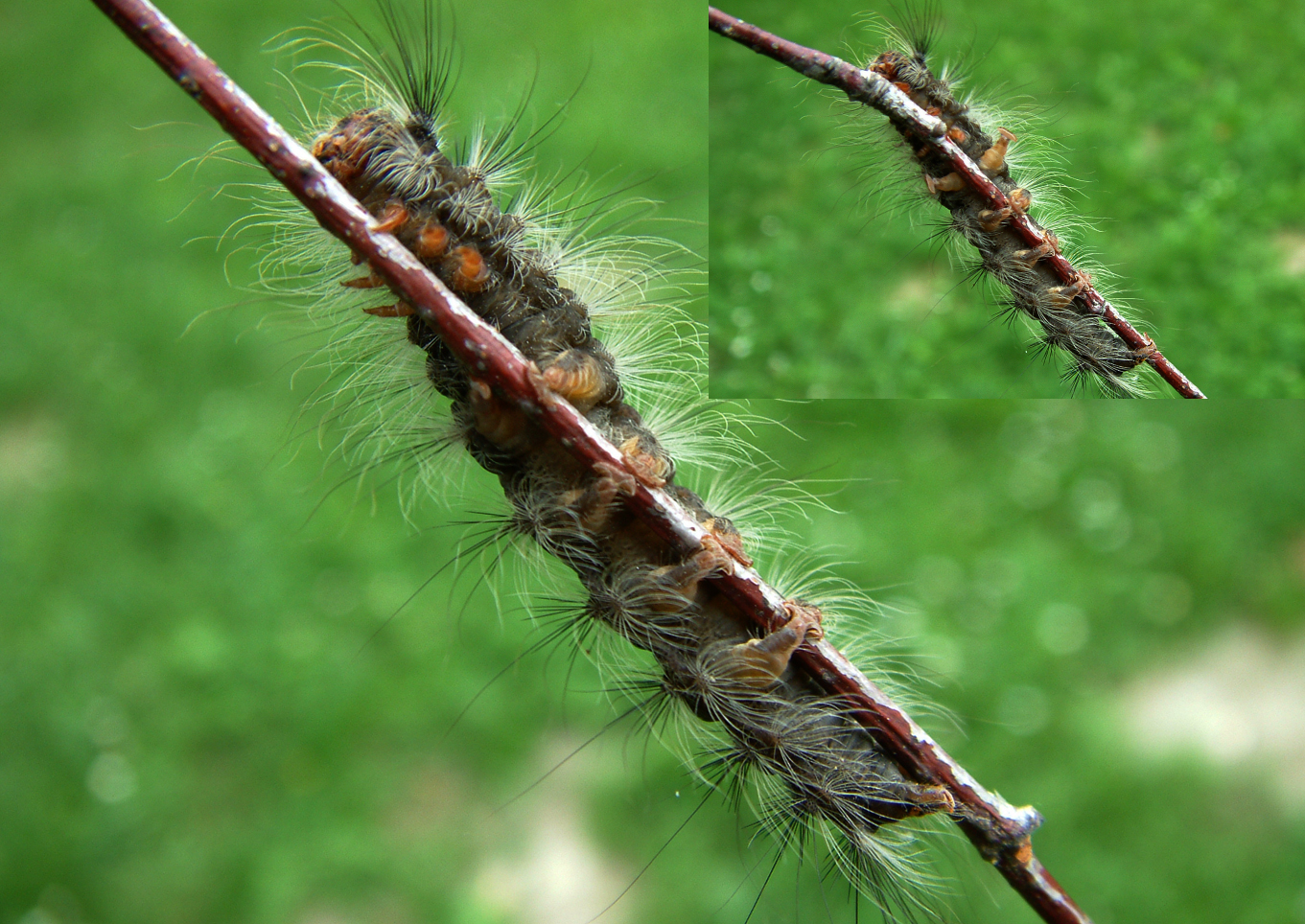 Lymantria dispar dispar