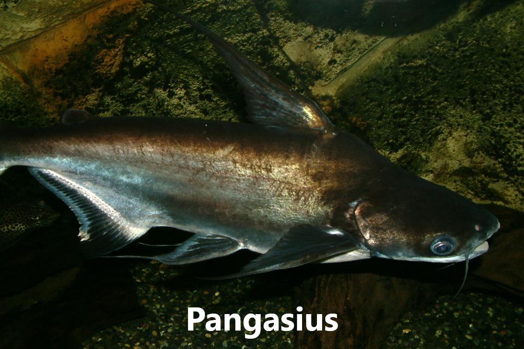 Ránfiskar