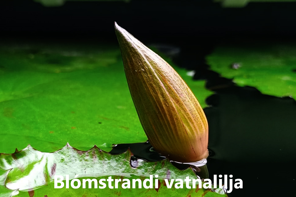 Fiskakallinn allt og ekkert