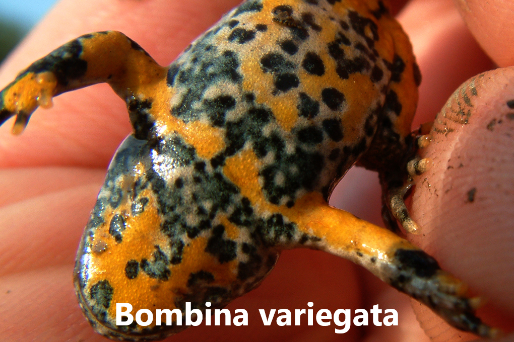 Froskar náttúra