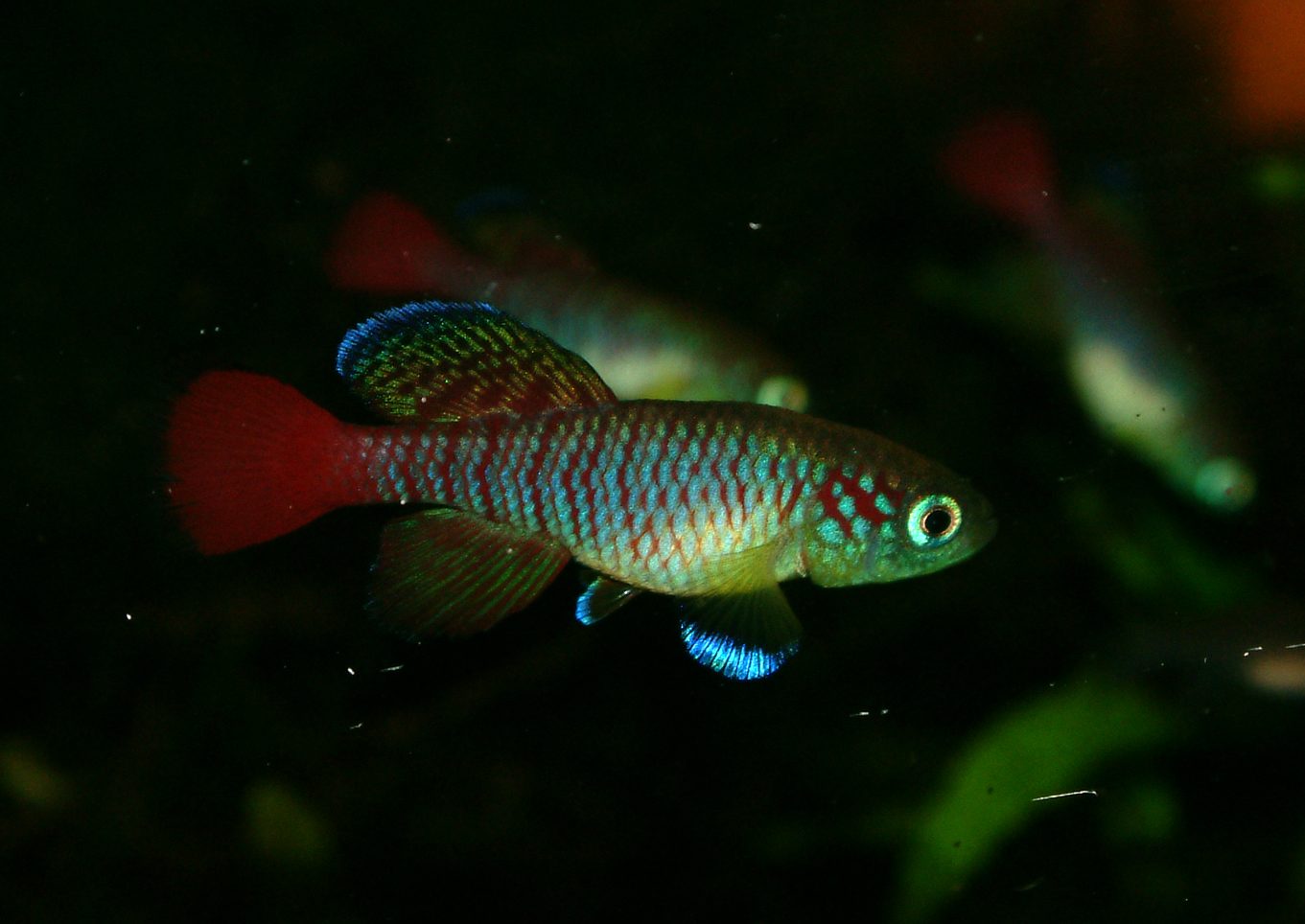 Nothobranchius guentheri zanzibar
