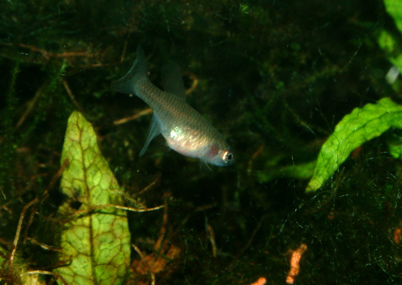 Nothobranchius guentheri zanzibar