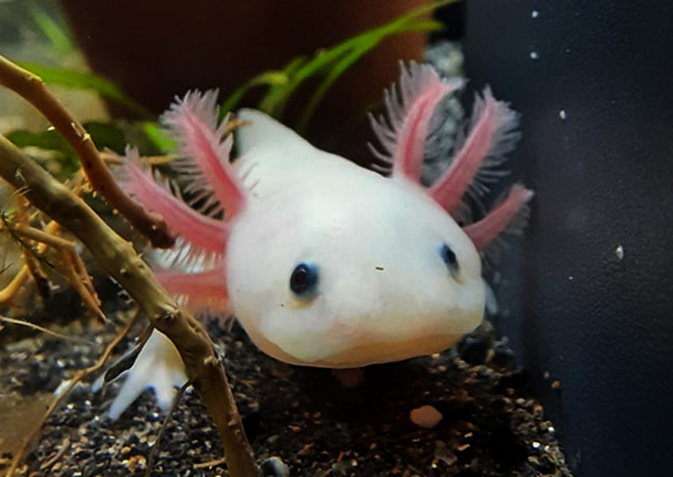 Ambystoma mexicanum