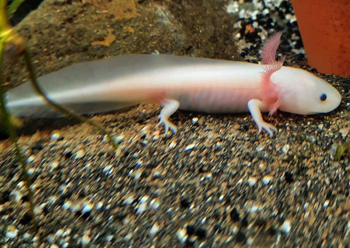 Ambystoma mexicanum