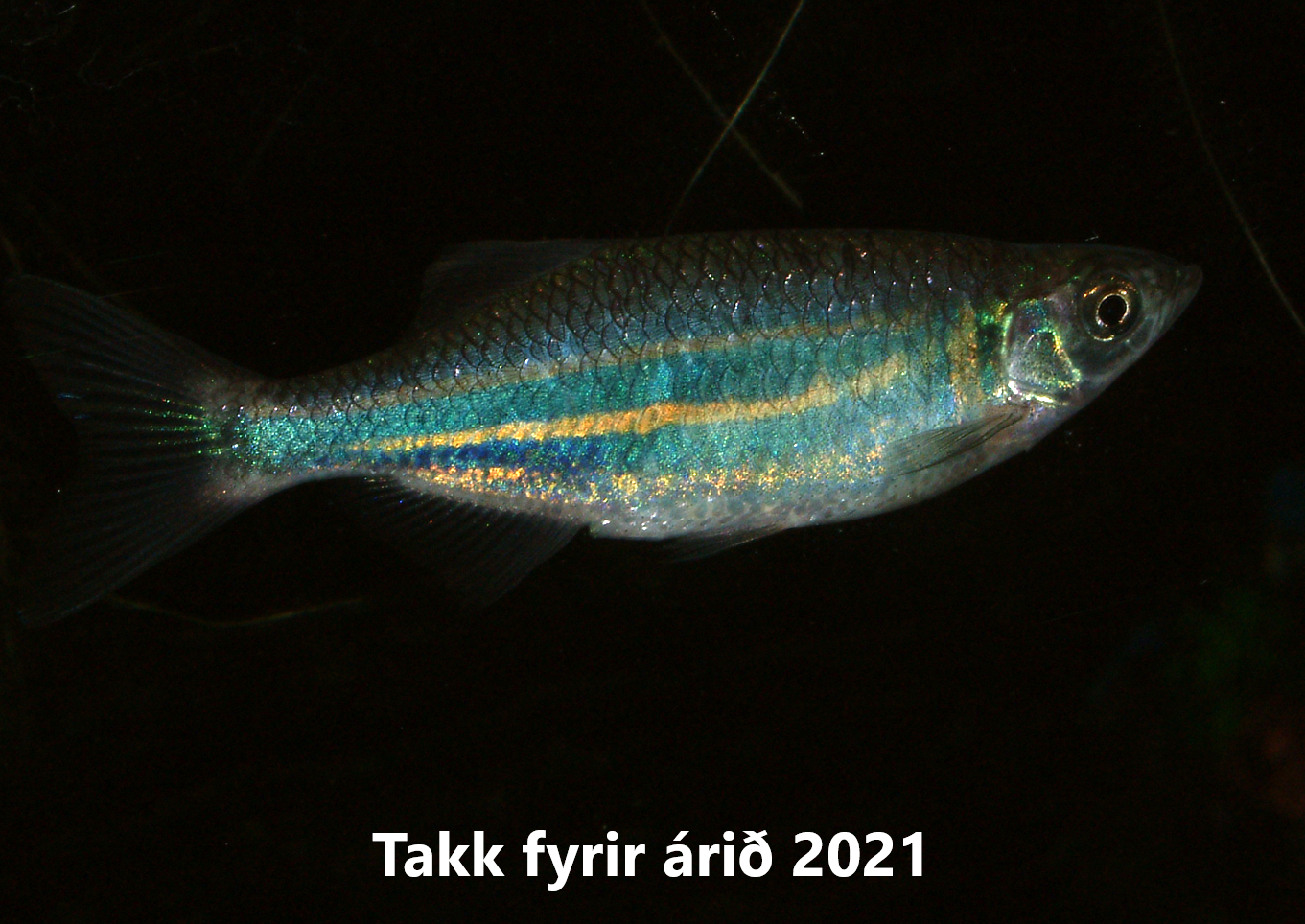 Fiskakallinn allt og ekkert