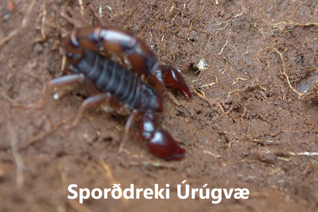 Sporðdrekar flokkar