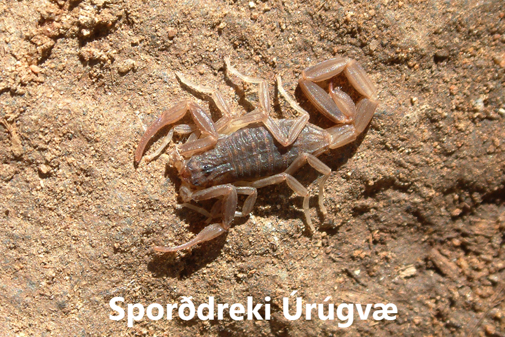 Sporðdrekar flokkar